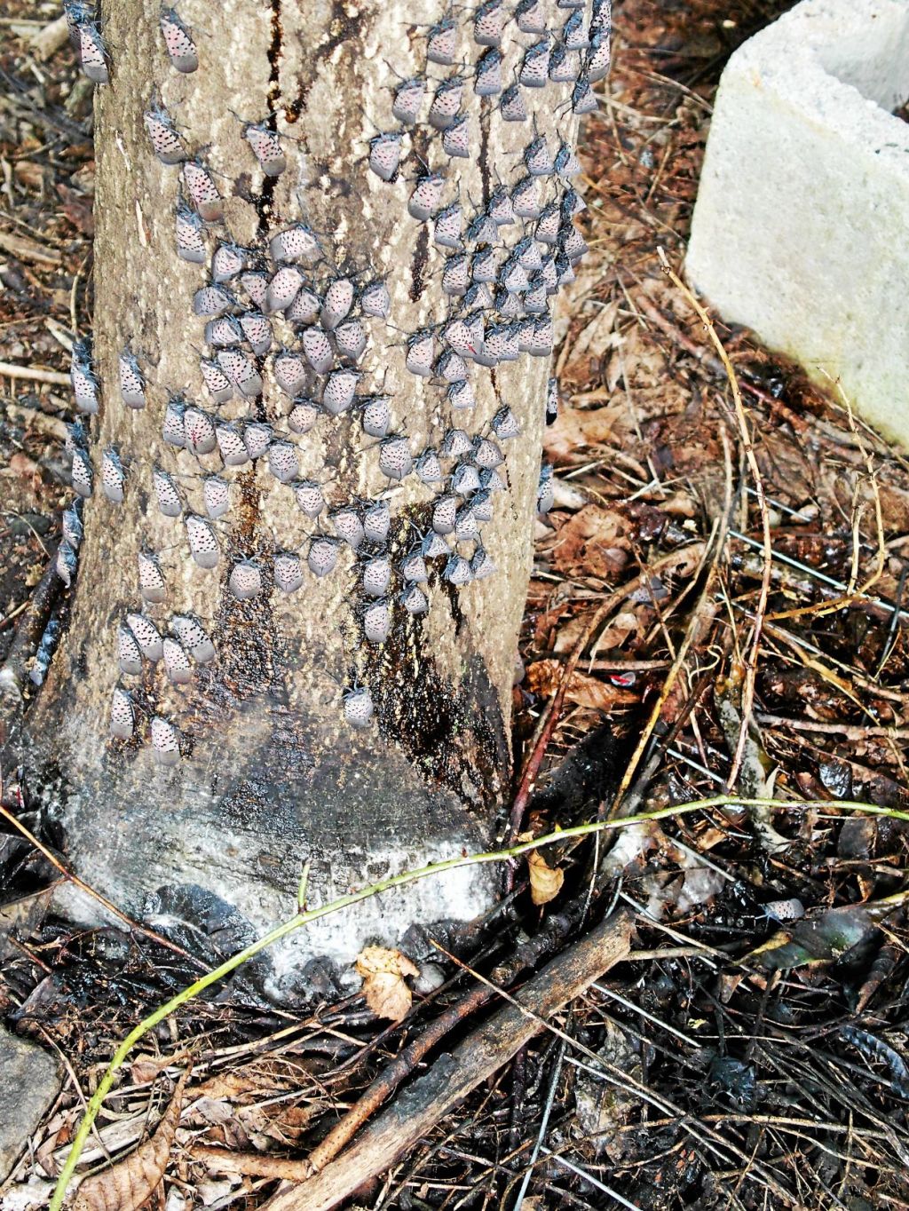 State Extends Spotted Lanternfly Quarantine Into Montgomery County