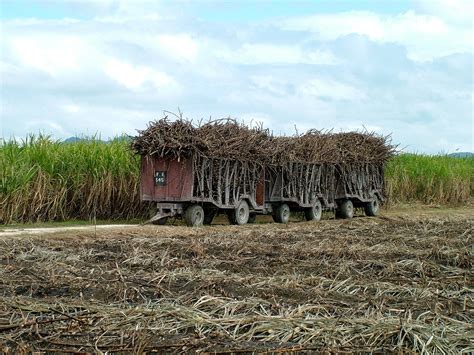 Sugar Cane Harvest In Jamaica 2025 Rove Me