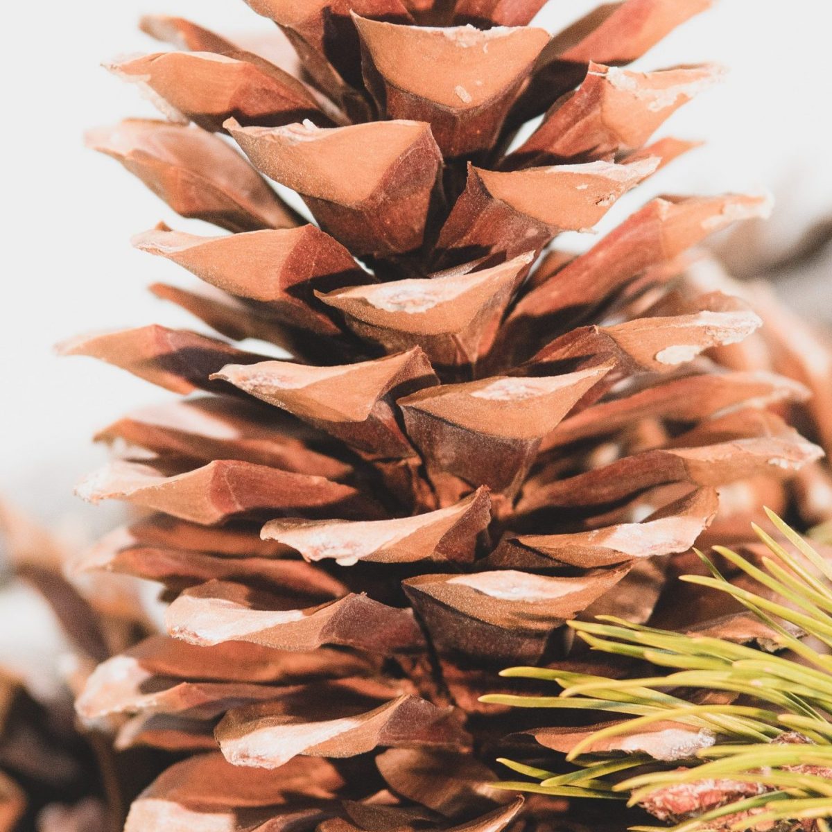 Sugar Pine Cone