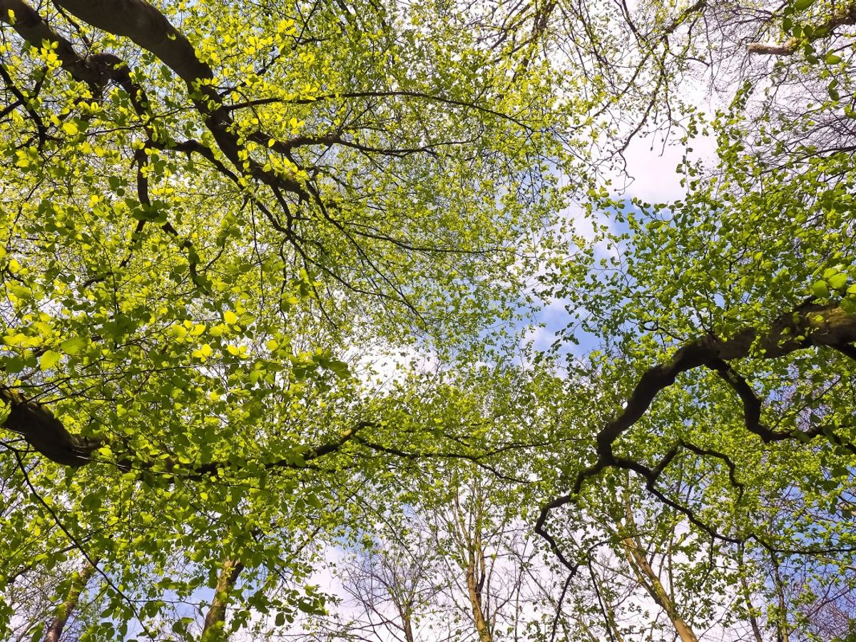 The Crown's Secrets: Unveiling Tree Canopy Mysteries