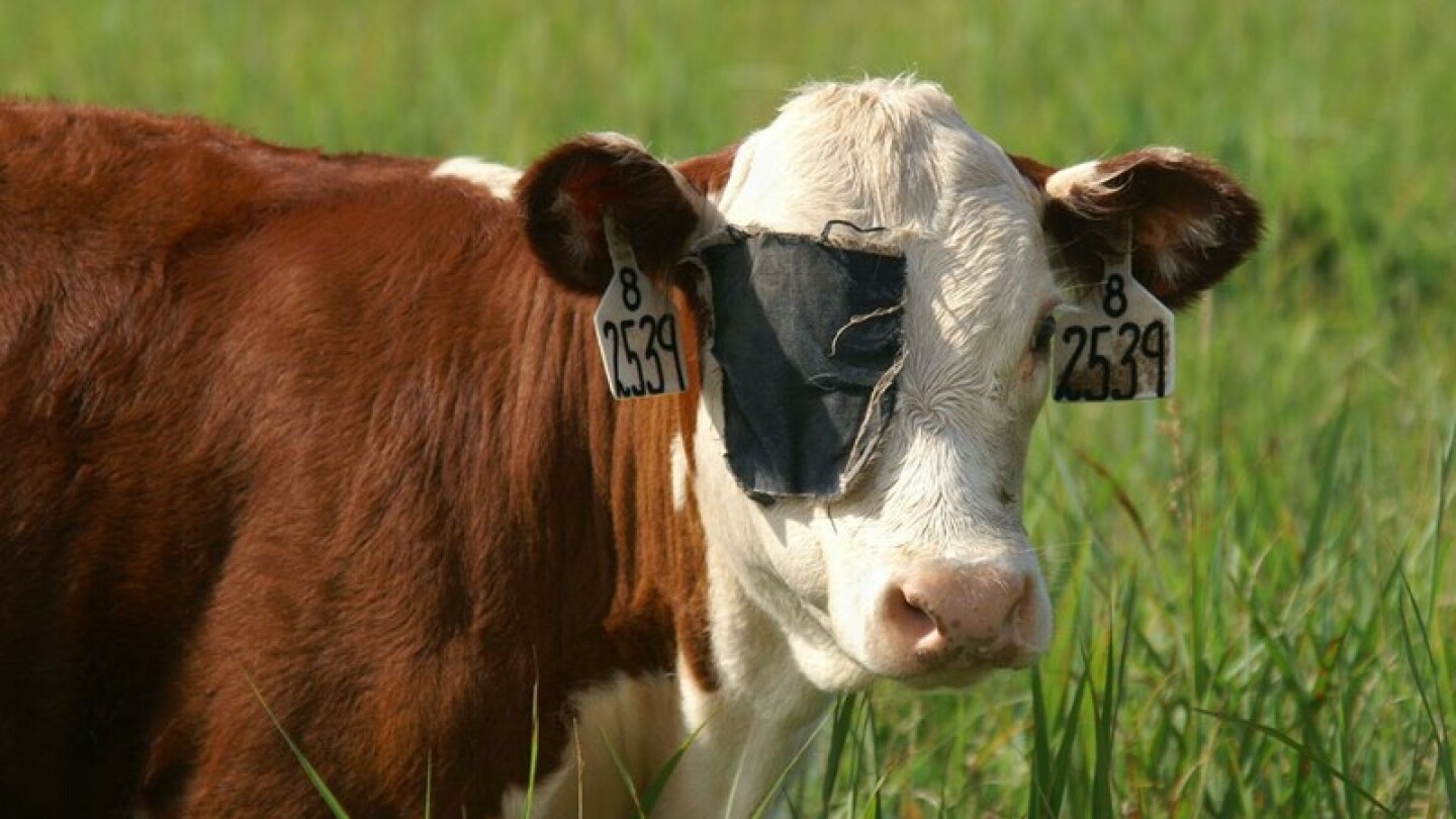 The Impact Of Pinkeye In Cattle Causes Signs And Best Practices For