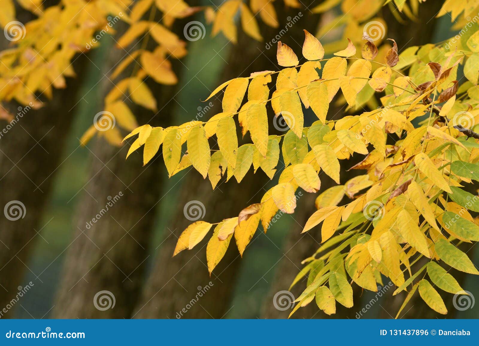 The Mountains Are Covered With Trees And Yellow Leaves In Autumn Time