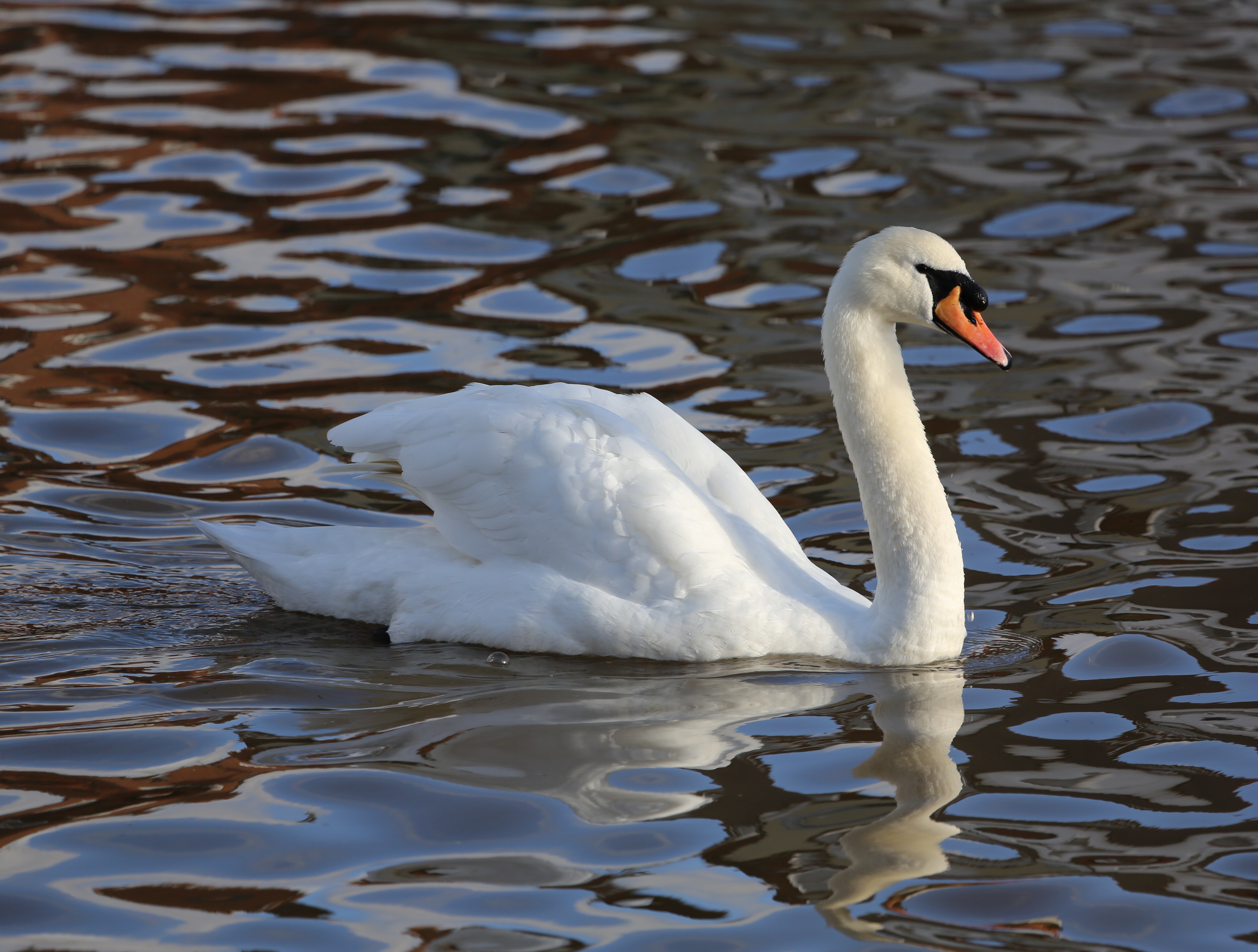 The Mute Swan