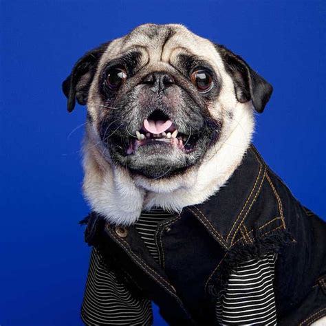 The Nyc Dog License Everything You Need To Know Boogie The Pug