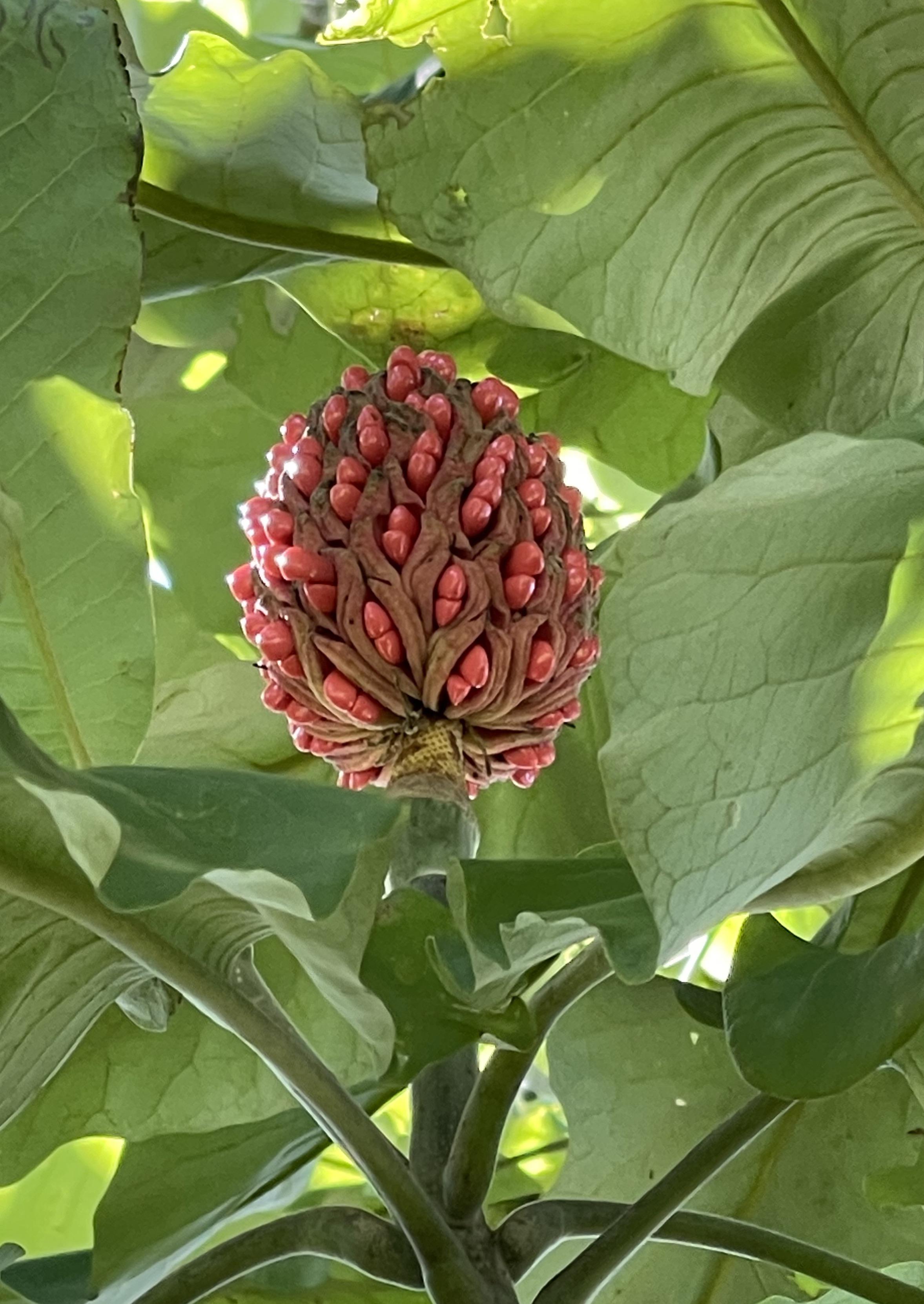 This Is The Seed Pod Of A Big Leaf Magnolia Tree R Interestingasfuck