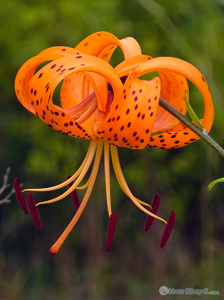 Tiger Lily Flower