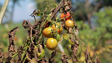 Tomato Leaf Care: Preventing & Treating Brown Spots