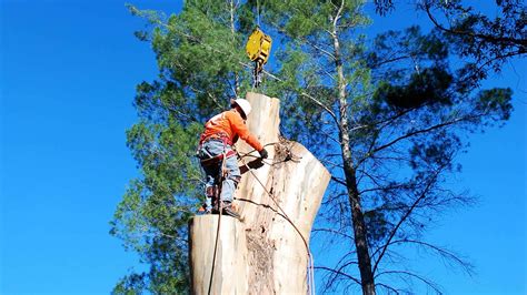 Tree Services Sydney Alex Tree And Garden Services