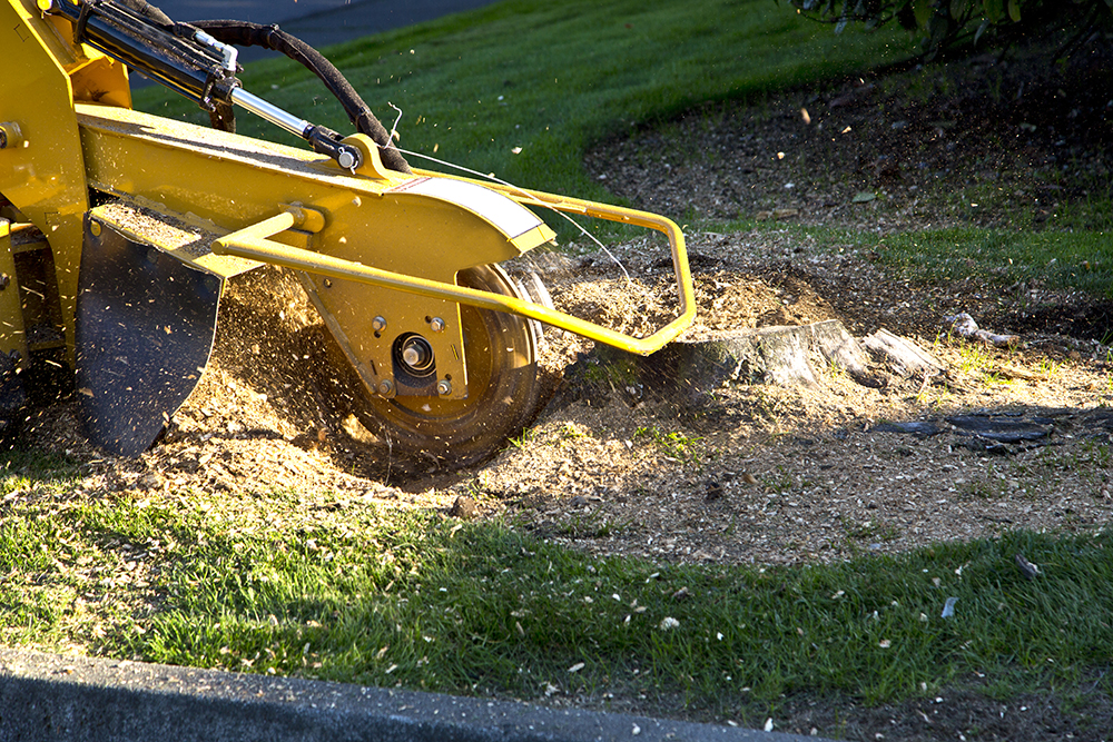 Tree Stump Grinding Stump Removal Services Kerry S Tree Service