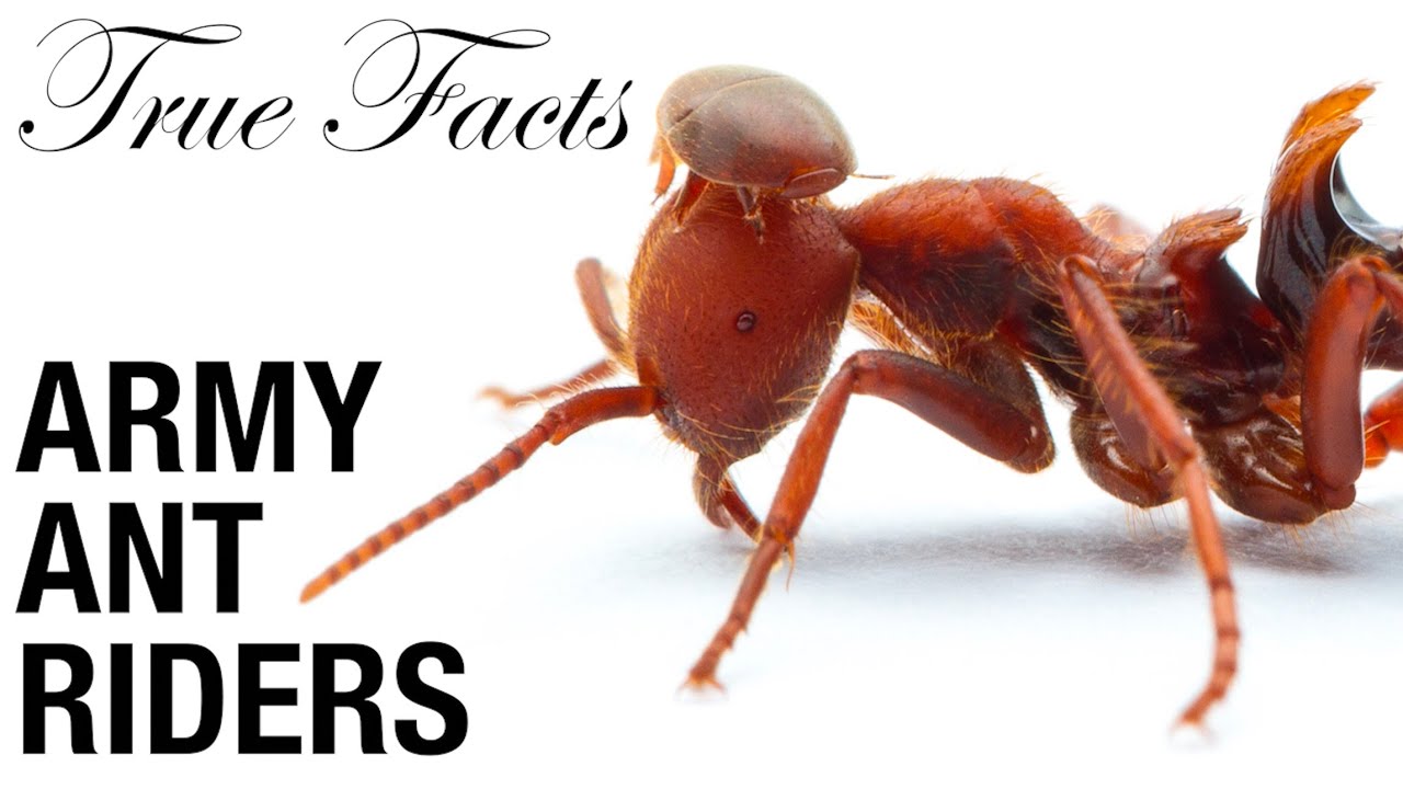 True Facts Army Ant Riders Youtube