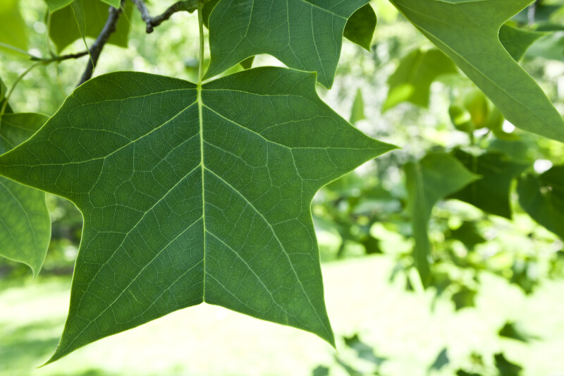 Tulip Tree Leaf