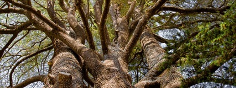 Types Of Cedar Trees In Texas Texas Capital Forum Coalition