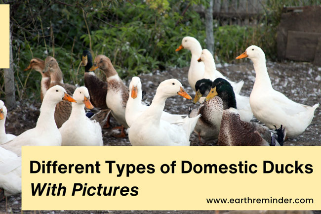 Types Of Domestic Ducks