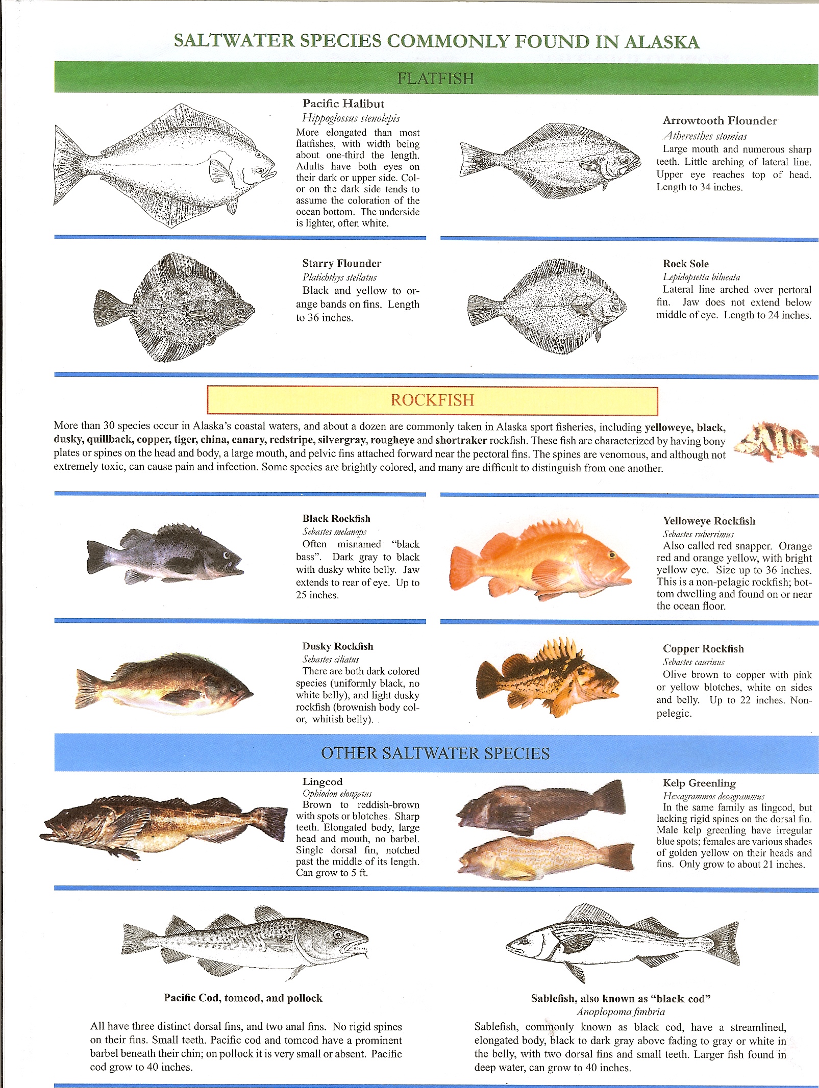 Types Of Salmon