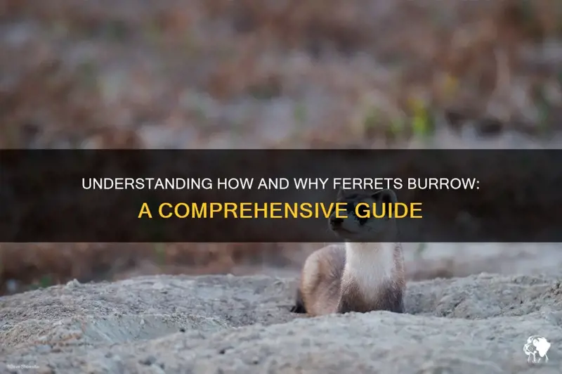 Understanding How And Why Ferrets Burrow A Comprehensive Guide Petshun