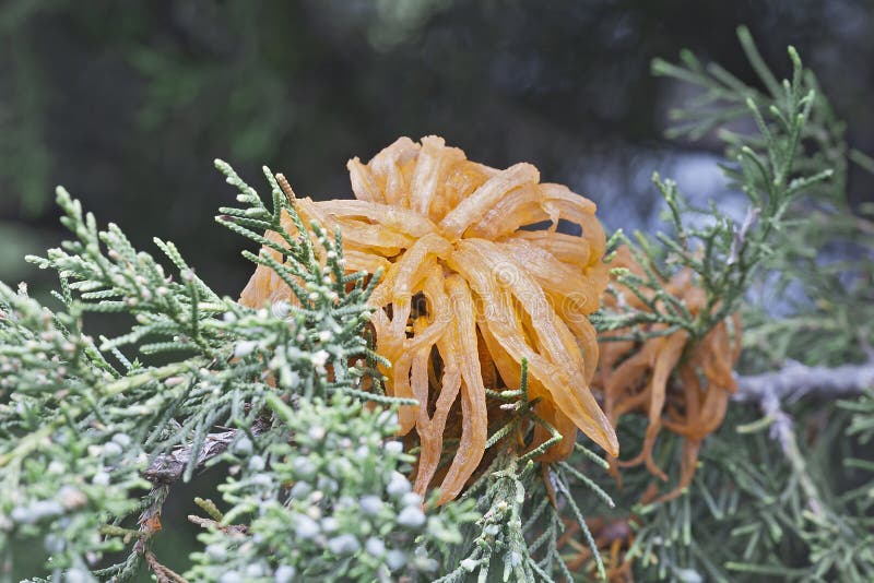 Unraveling Juniper Apple Rust: A Comprehensive Guide To Understanding And Managing The Disease