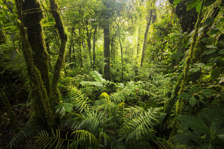 Unveiling Ecuador S Rainforest Weather A Climate Guide