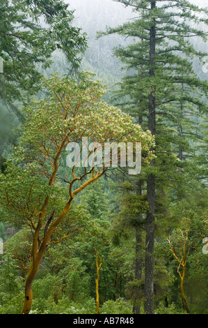 Usa Oregon Mixed Forest With Madrone Trees Siskiyou National Forest