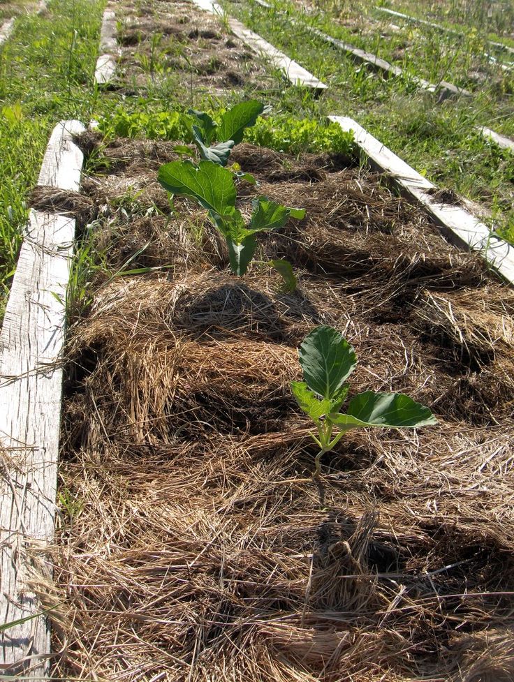 Using Hay As Mulch Tips On Mulching Your Garden With Hay