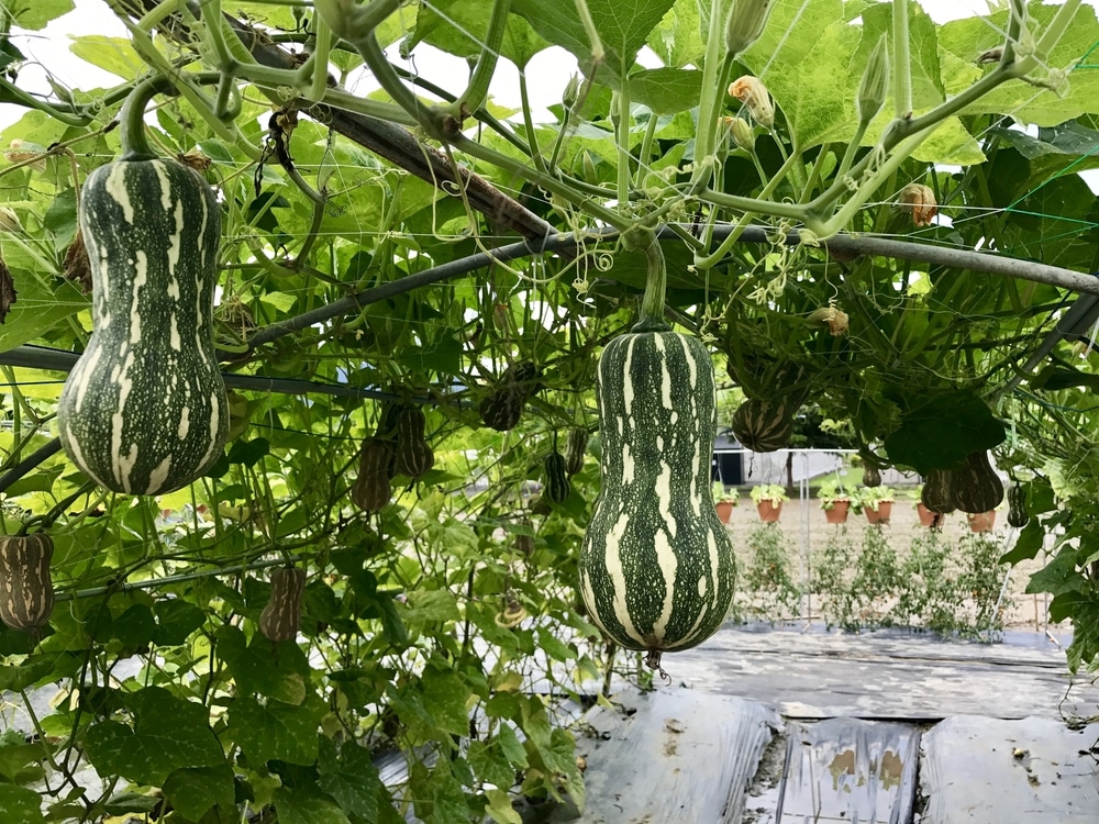 Vertical Squash Growing