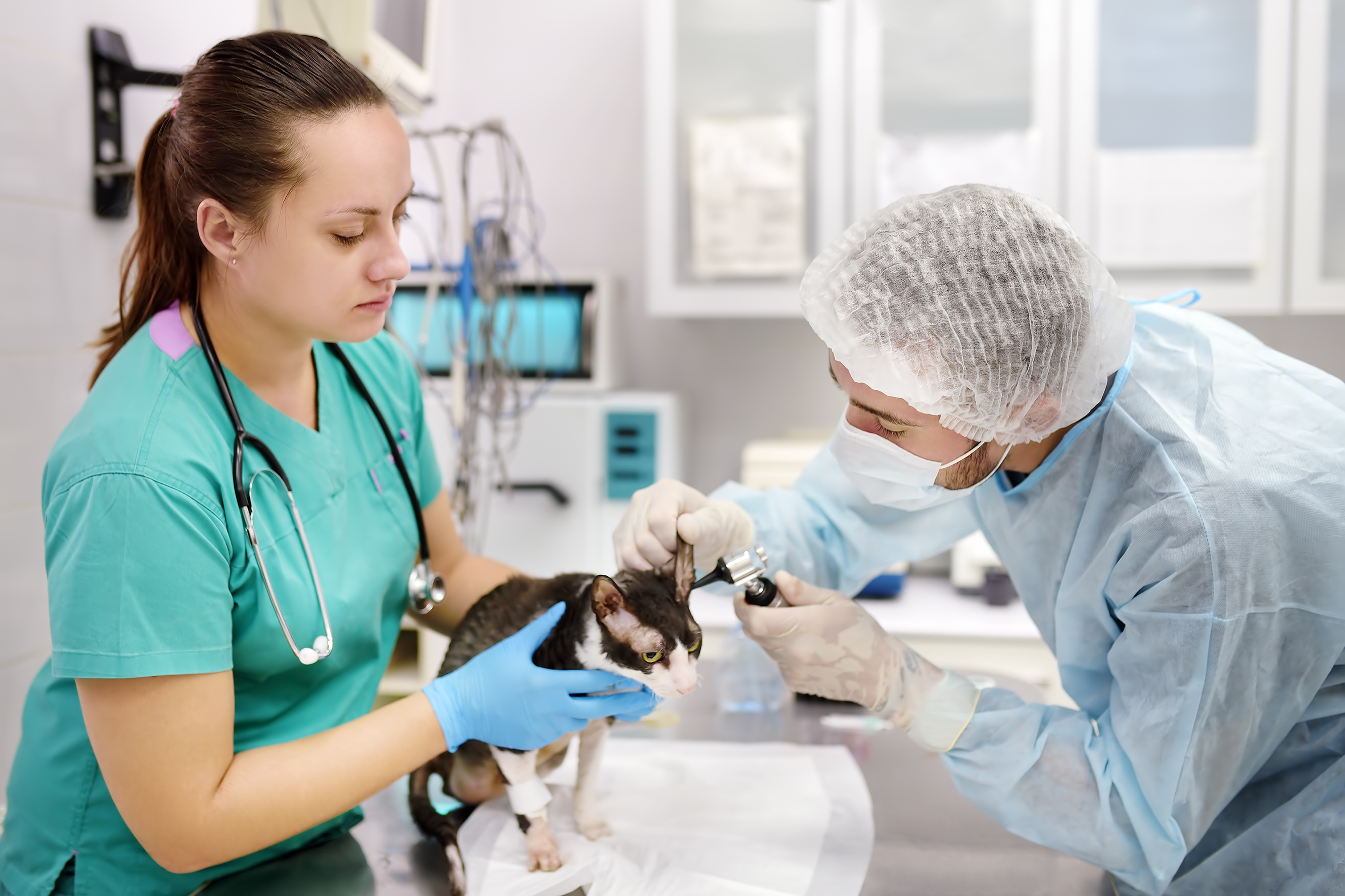 Veterinary Technician Career Overview Vet Career Schools