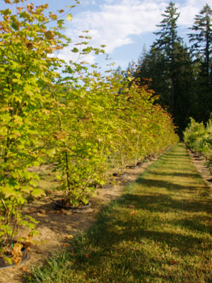 Why Care For Acer Circinatum? A Maple Care Guide - Savannah Tech Hub