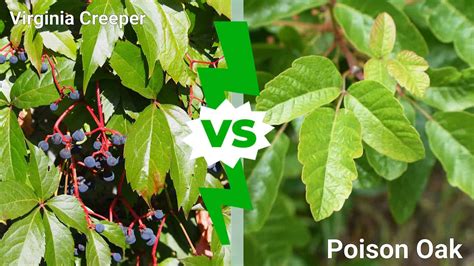 Virginia Creeper Vs Poison Oak Which One Is More Dangerous A Z Animals