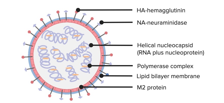 Viruses Free Full Text Influenza D Virus A Review And Update Of