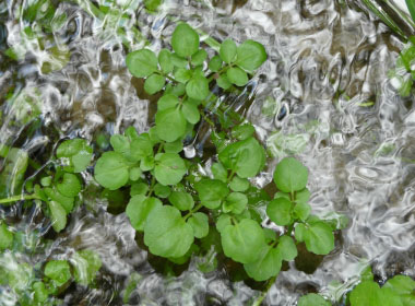 Watercress Nasturtium Officinale Wildutahedibles