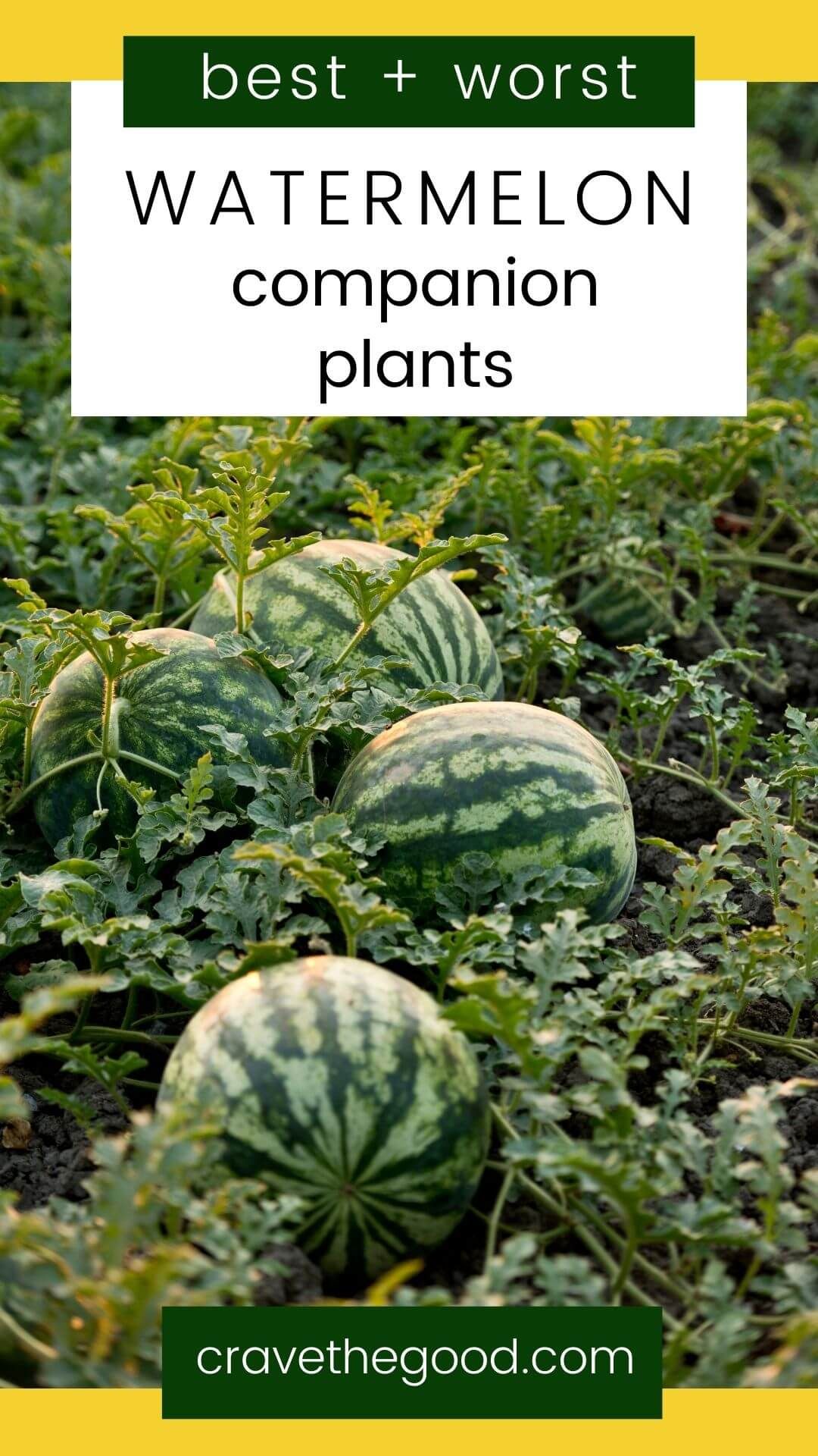 Watermelon Companion Planting Chart The Easy Way To Grow Juicy