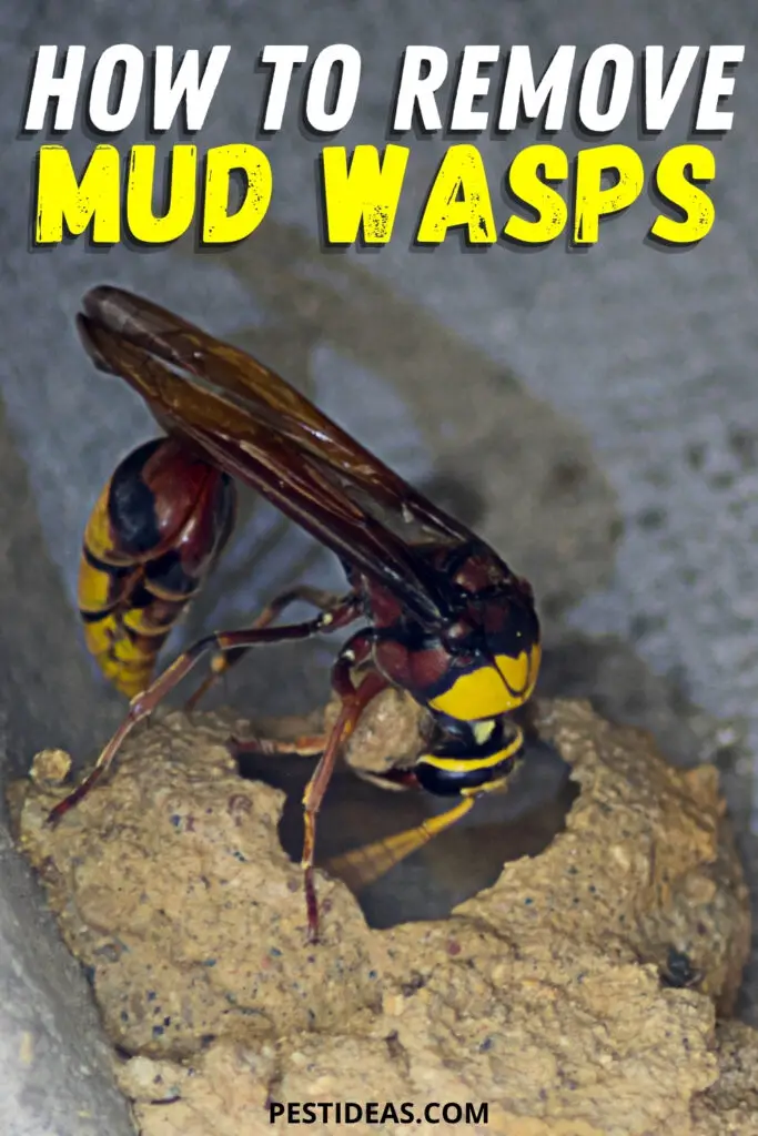 What Are Mud Dauber Wasps And How To Get Rid Of Them Dengarden