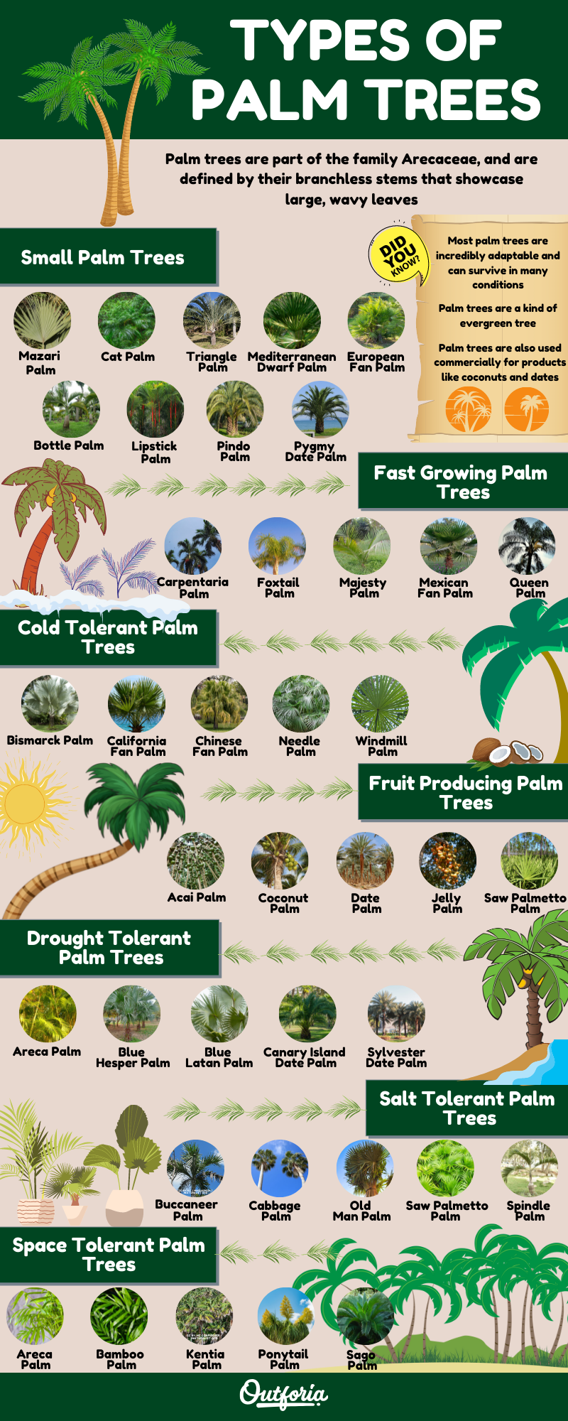 What Are The Different Types Of Palm Trees At Tina Kirby Blog