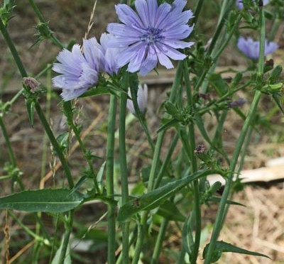 What Are The Uses And Health Benefits Of Chicory Cichorium Intybus