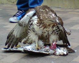 What Eats A Hawk