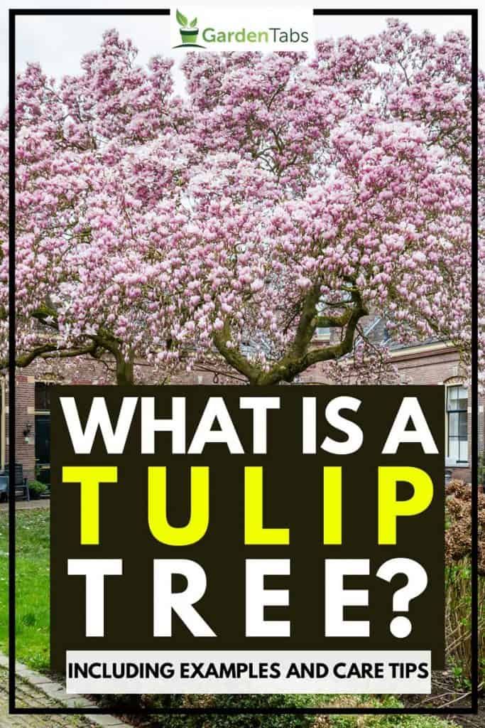 What Is A Tulip Tree Inc Examples And Care Tips