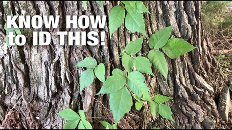 What Is The Difference Between Poison Ivy And Virginia Creeper