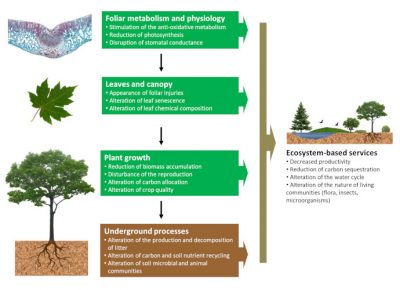 What Is The Impact Of Air Pollutants On Vegetation Encyclopedia Of