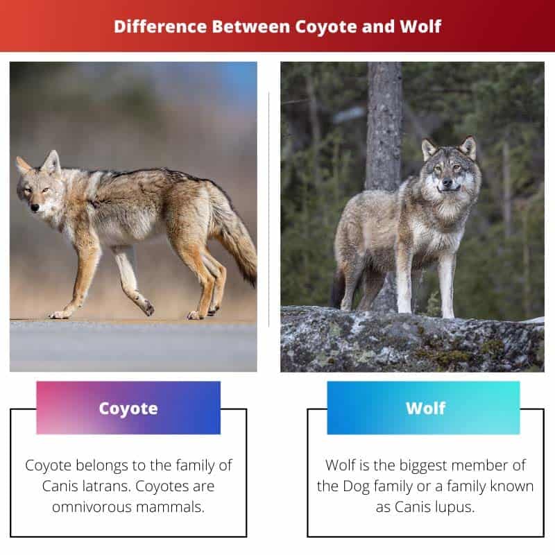 What S The Difference Between A Coyote And A Wolf Defendersblog