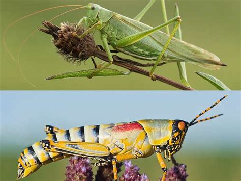 What S The Difference Between A Grasshopper And A Cricket Britannica