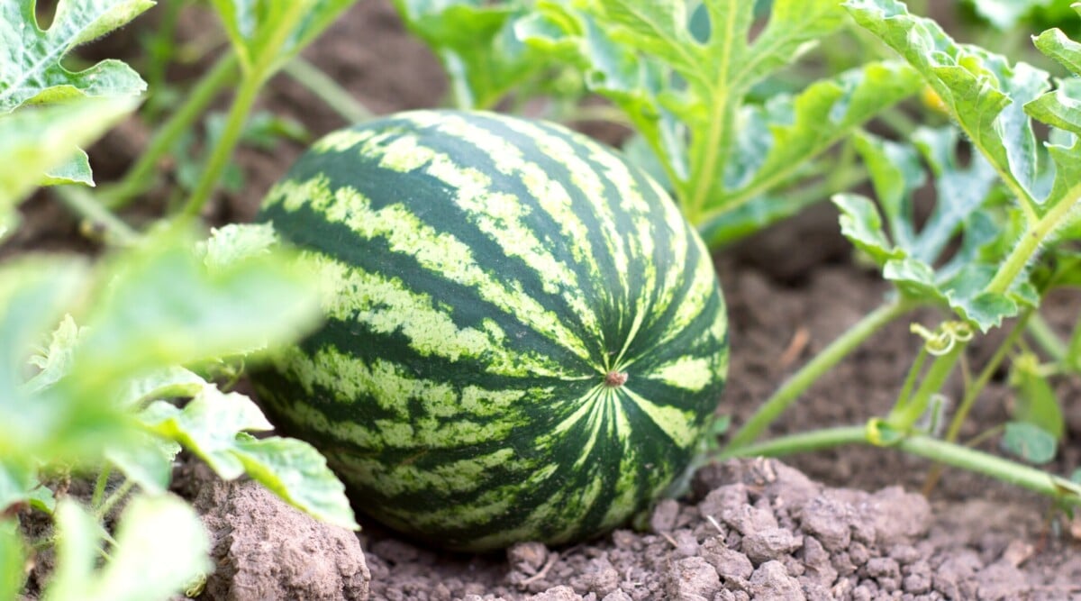 What To Plant With Watermelon Best Companion Plants For Your Garden