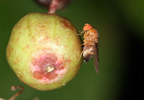 What's The Best Way To Control Mediterranean Fruit Fly Infestations?