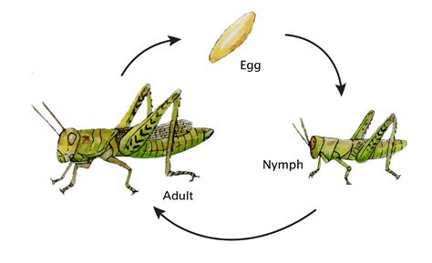 What's The Grasshopper Life Cycle? Uncover The Metamorphosis Journey