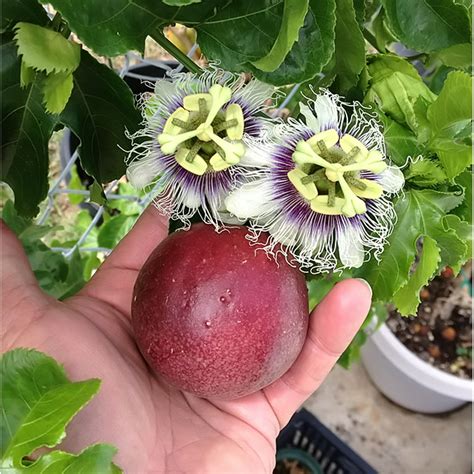 Where To Buy Passion Fruit