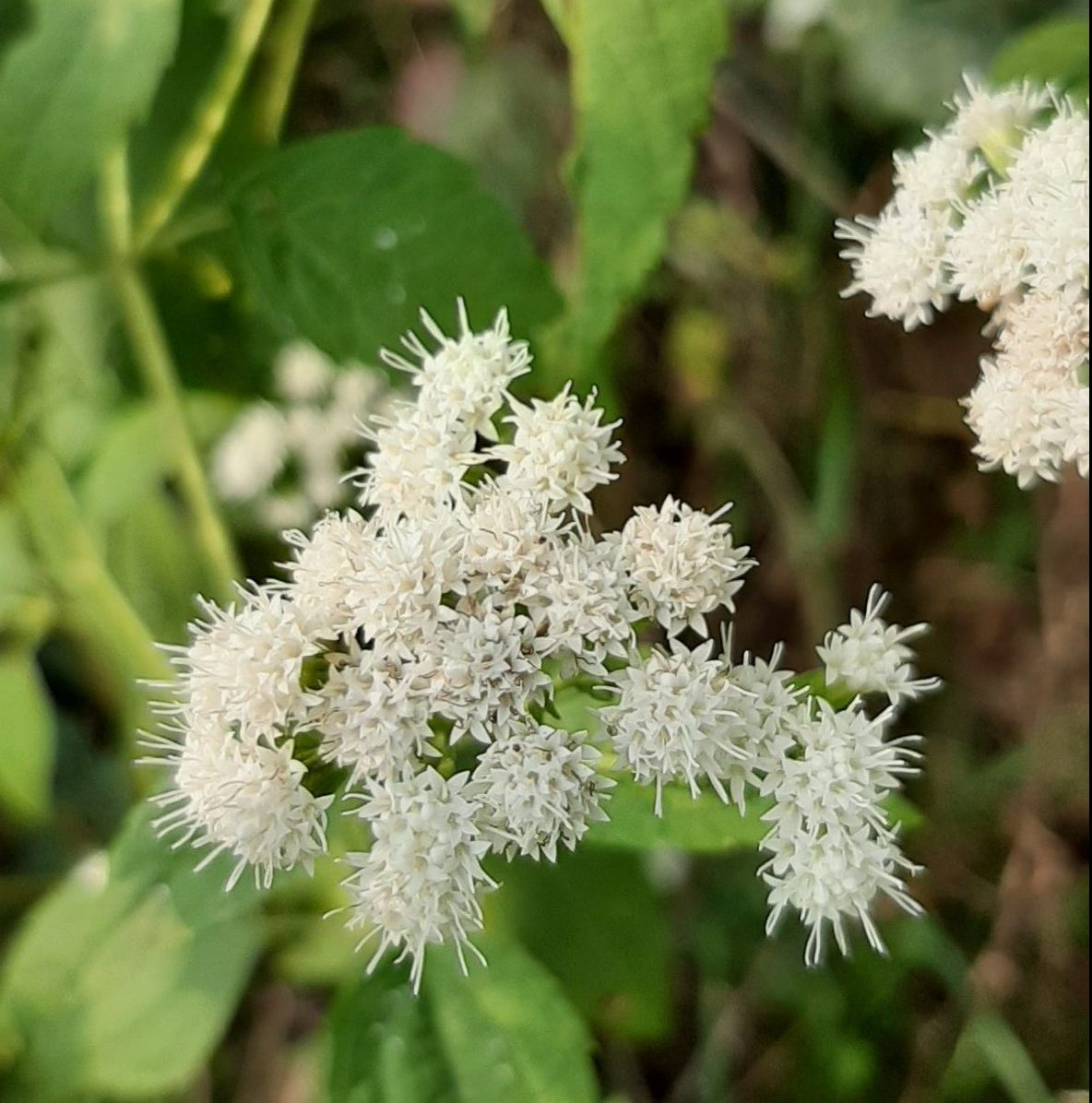 White Snakeroot Ageratina Altissima Bplant Org