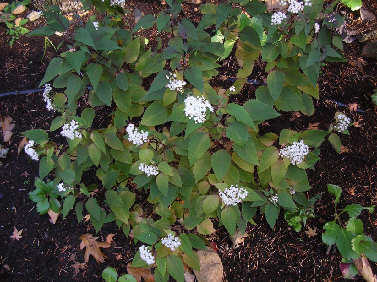 White Snakeroot Facts Learn About Snakeroot Plant Uses In Gardens