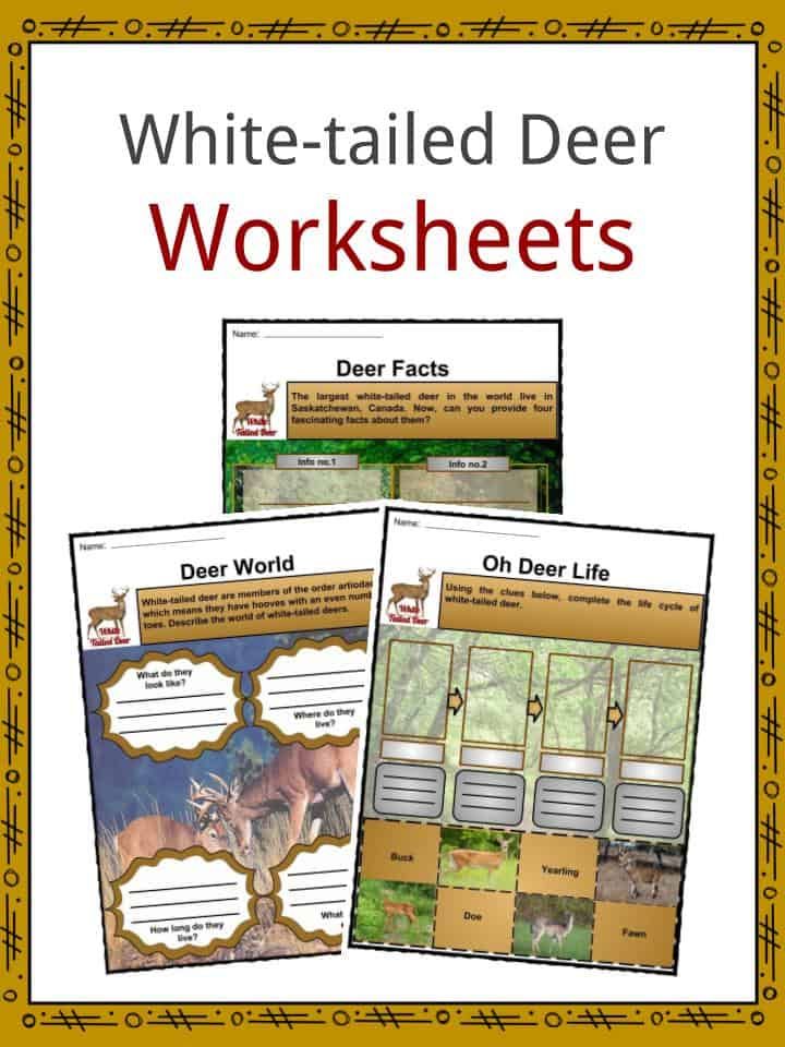 White Tailed Deer Facts Worksheets Habitat Anatomy Life Cycle For Kids