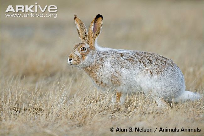 White Tailed Jackrabbit Alchetron The Free Social Encyclopedia