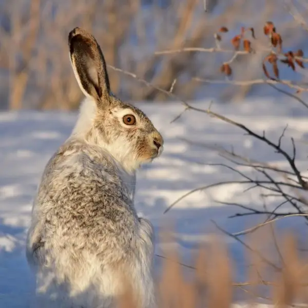 White Tailed Jackrabbit Facts Diet Habitat Pictures On Animalia Bio