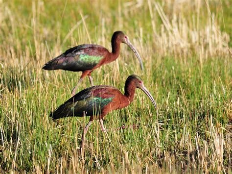 Whitefaced Ibis: A Comprehensive Guide To Spotting And Identifying