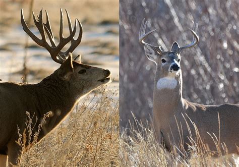 Whitetail Or Mule Deer: A Comprehensive Guide To Distinguishing Features